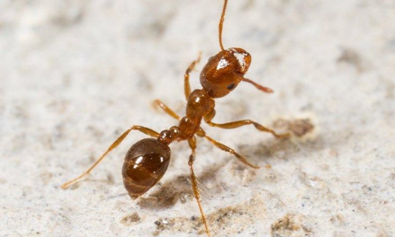 How to Control Fire Ants In Houston