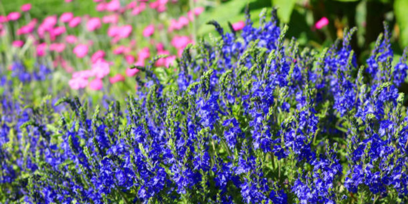 Is the Plant Blue Daze a Perennial?