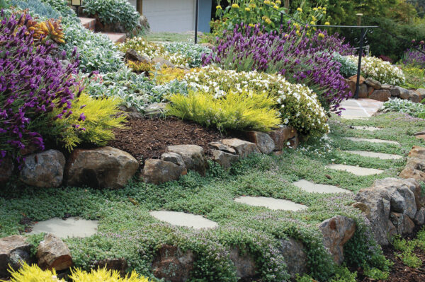 How to Maintain Ground Cover? A Detailed Guide